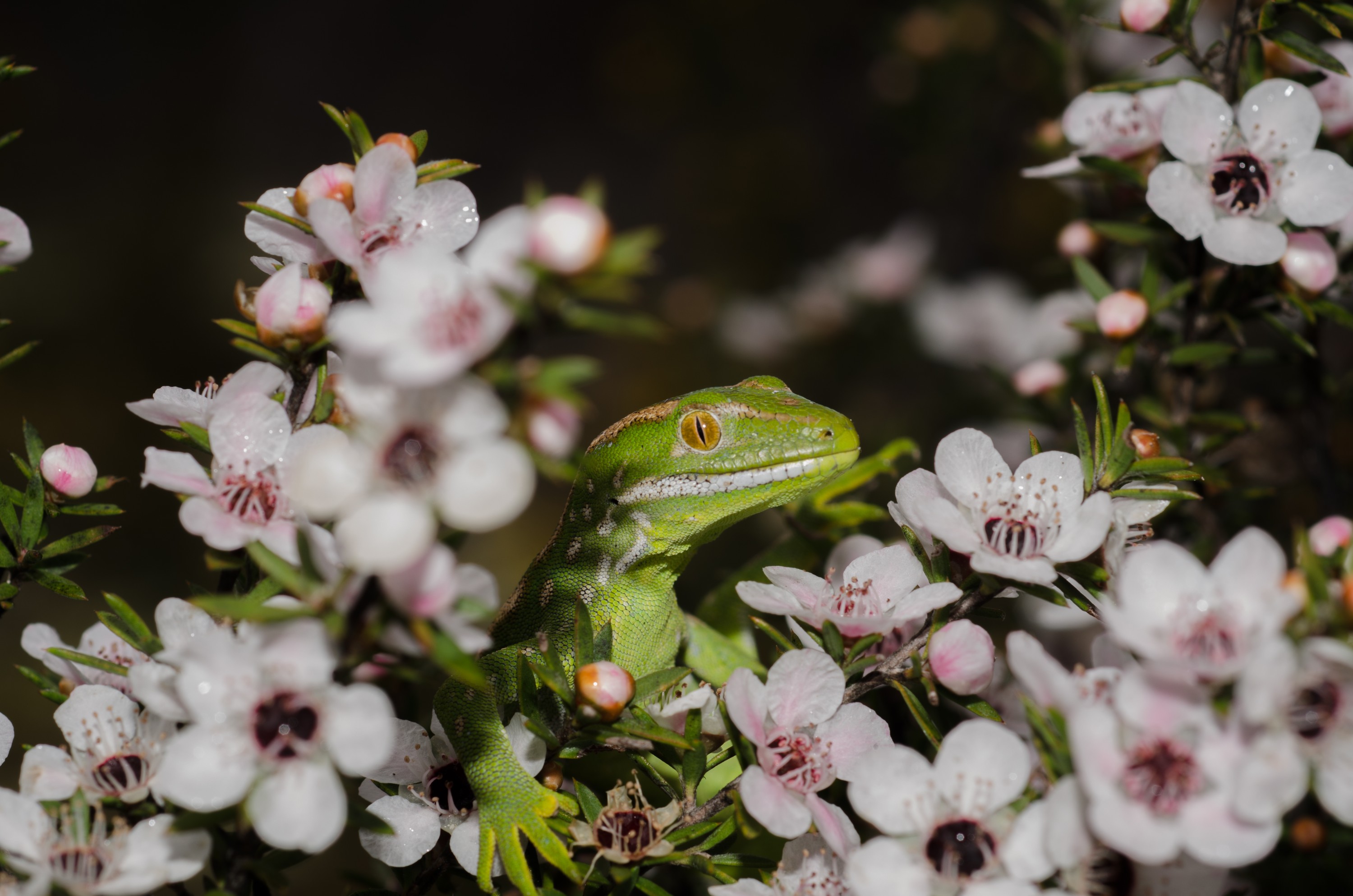 DSC_9372 – Northland, green, gecko, Naultinus, grayii, lizard, far north, north, far, Crispin, reptiles, amphibians, rare, cold, blood, new, new zealand, zealand, nz